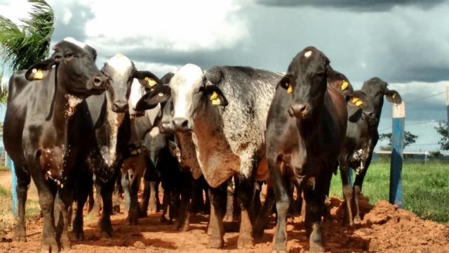 gir e girolando leite minas gerais 1 gir e girolando leite minas gerais