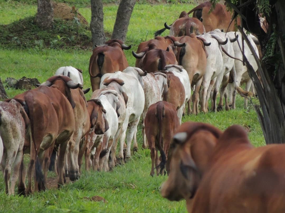 gir e girolando leite minas gerais