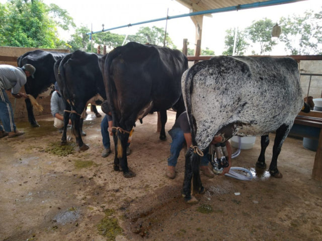 gir e girolando leite minas gerais gir e girolando leite minas gerais