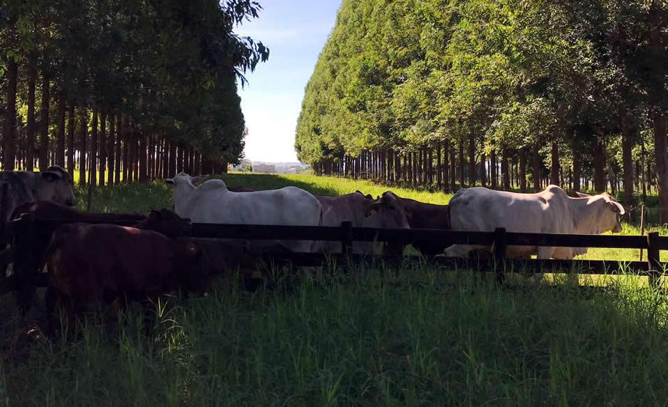 ilpf na producao de leite