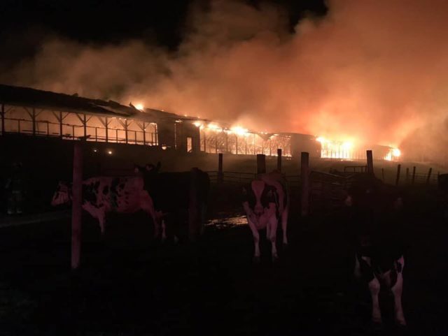 incendio mata vacas 2 incendio mata vacas 2