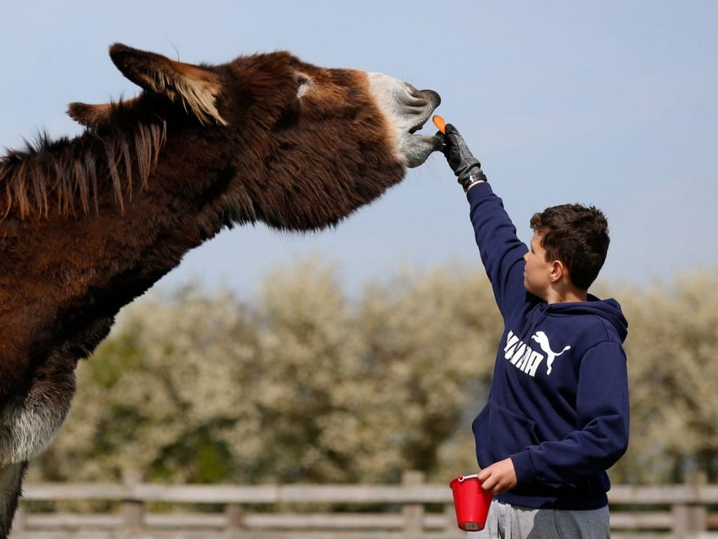 maior burro mundo