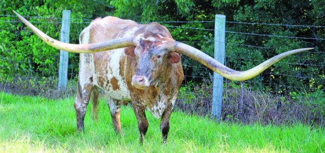 Boi com três chifres gigantes chama atenção! - Conteúdo e Notícias do