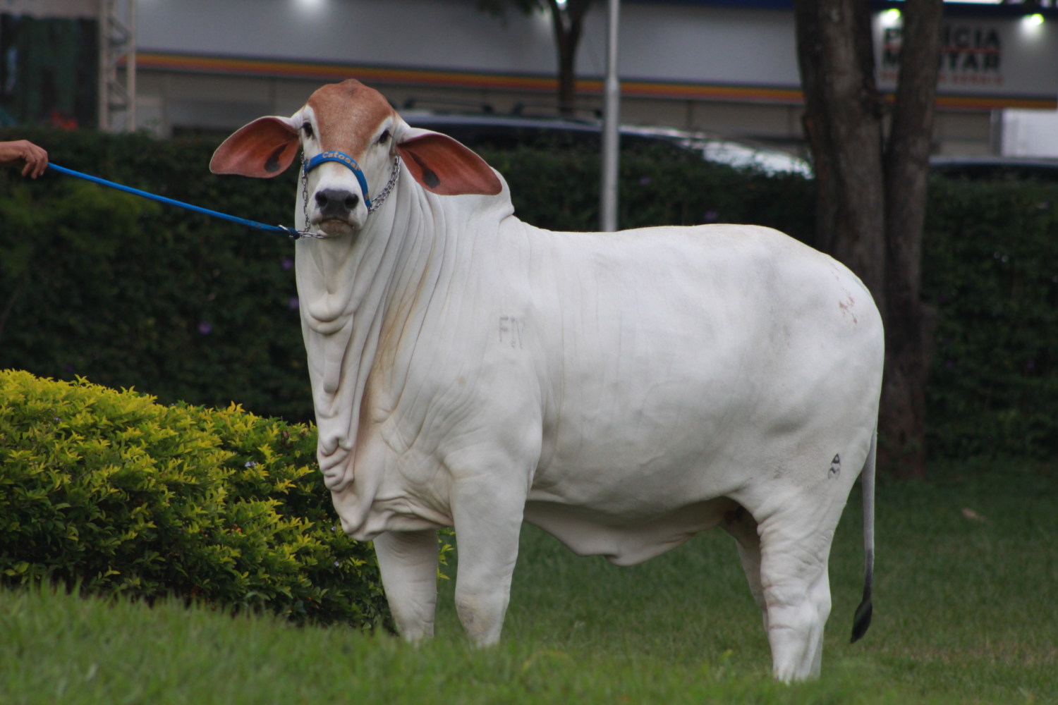 melhor criador da raca tabapua