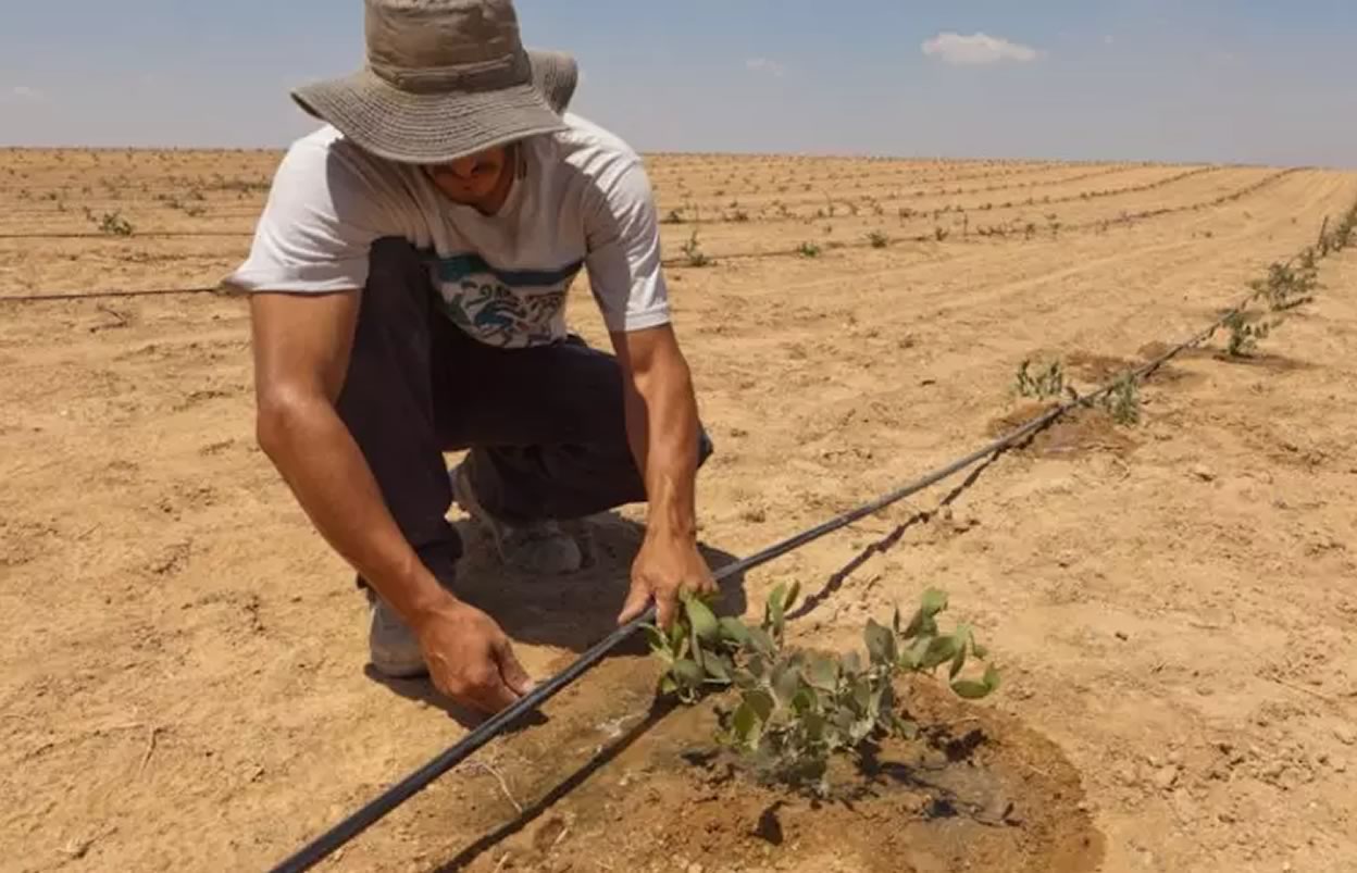 tecnologia ressuscitara desertos