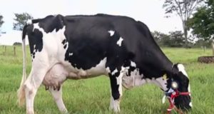 Vaca 'Extraordinária', de Goiás, é campeã nacional de produção de leite