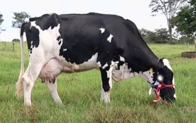 Vaca 'Extraordinária', de Goiás, é campeã nacional de produção de leite