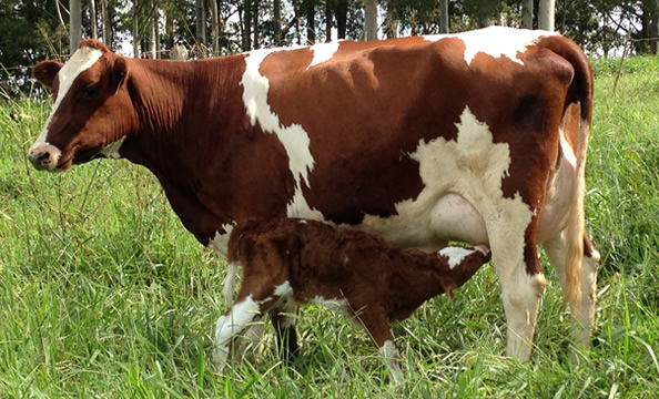 vaca holandesa vermelha e branca com bezerro ao pe