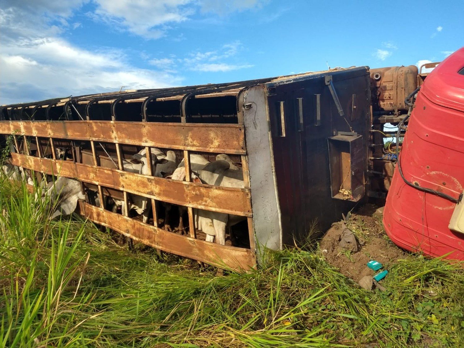 Carreta com gado tombou em rodovia