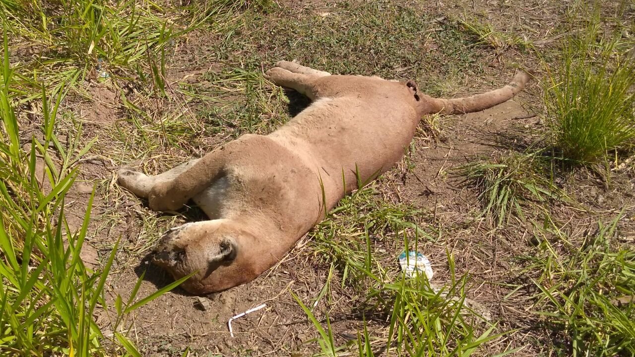 caça onça parda