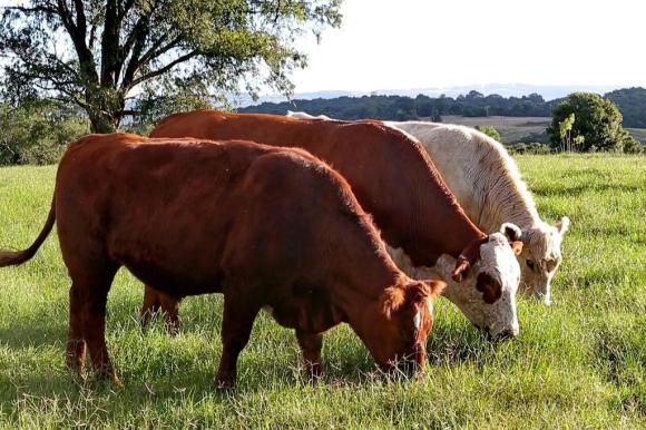 carne a pasto