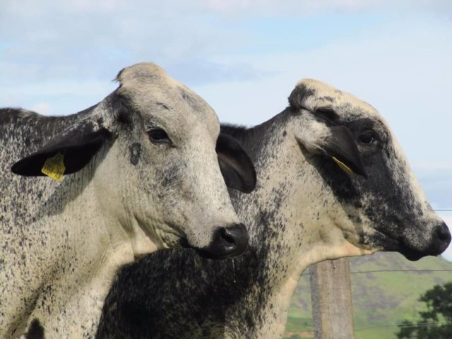 vacas girolando vacas girolando