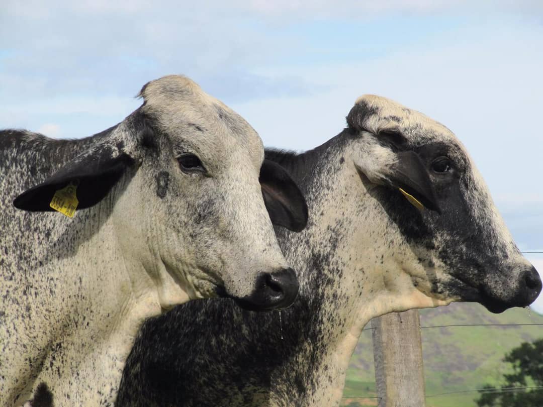 vacas girolando