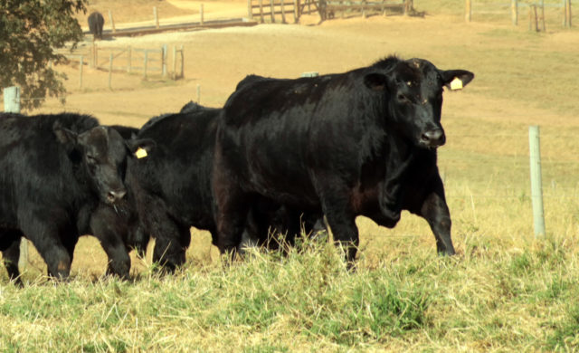 Animais-da-raca-Angus-da-Casa-Branca-Agropastoril Animais-da-raca-Angus-da-Casa-Branca-Agropastoril