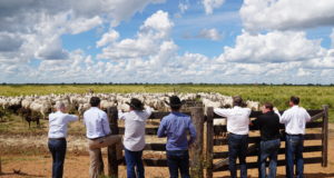 Canadenses visitam projeto pecuário da Nova Piratininga