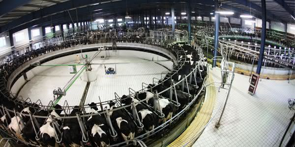 China-Modern-Dairy-entre-as-maiores-fazendas-do-mundo