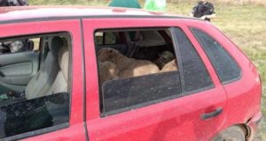 ovelhas roubas em um carro