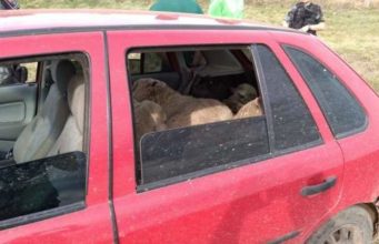 ovelhas roubas em um carro