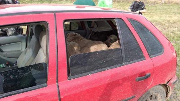 ovelhas roubas em um carro