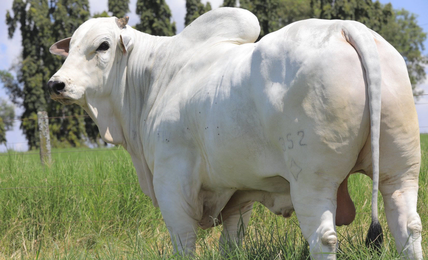 Gadhan FIV POI Brumado - fazenda brumado