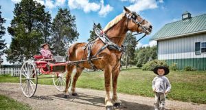 Big Jake, maior cavalo do mundo. Foto Divulgação.