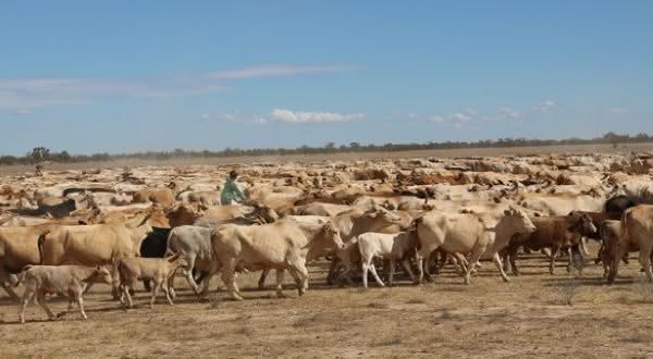 Innamincka-entre-as-maiores-fazendas-do-mundo