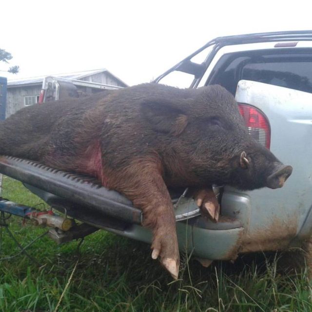 javali gigante abatido no Brasil javali gigante abatido no Brasil