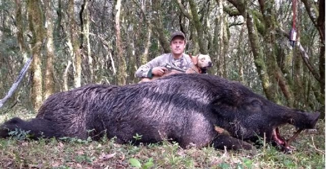 javali gigante abatido no Brasil javali gigante abatido no Brasil