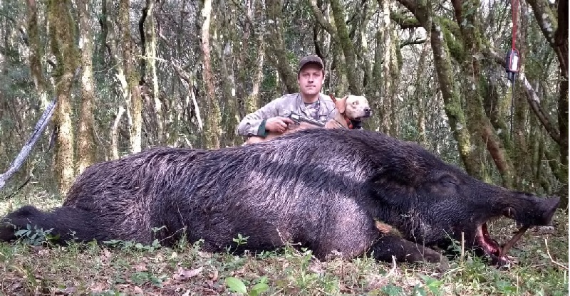 javali gigante abatido no Brasil