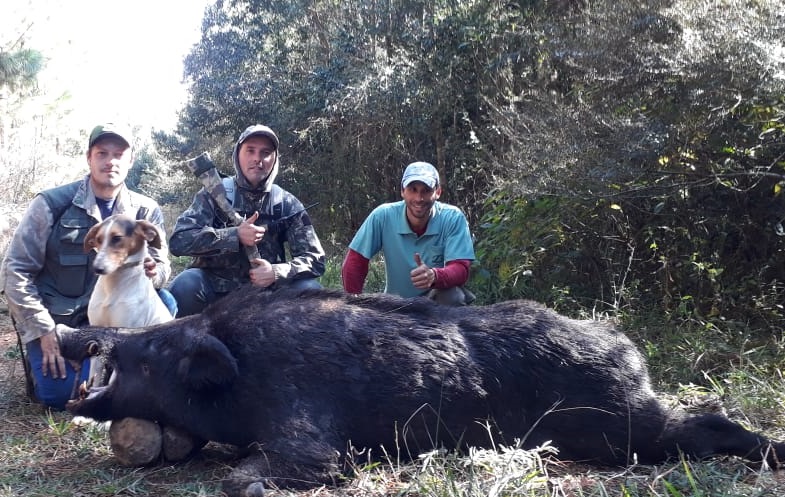 javali gigante abatido no Brasil