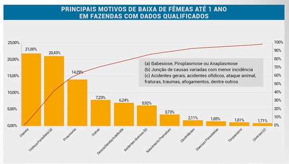 Perdas de bezerras leiteiras chega a 15% ao ano