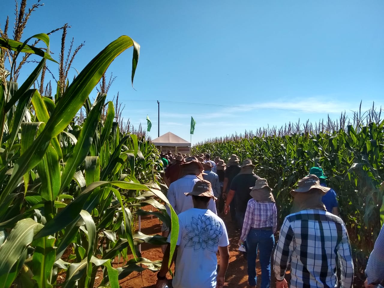 Participantes do Fundação MT em Campo – 2º safra conferem no campo os resultados de pesquisa