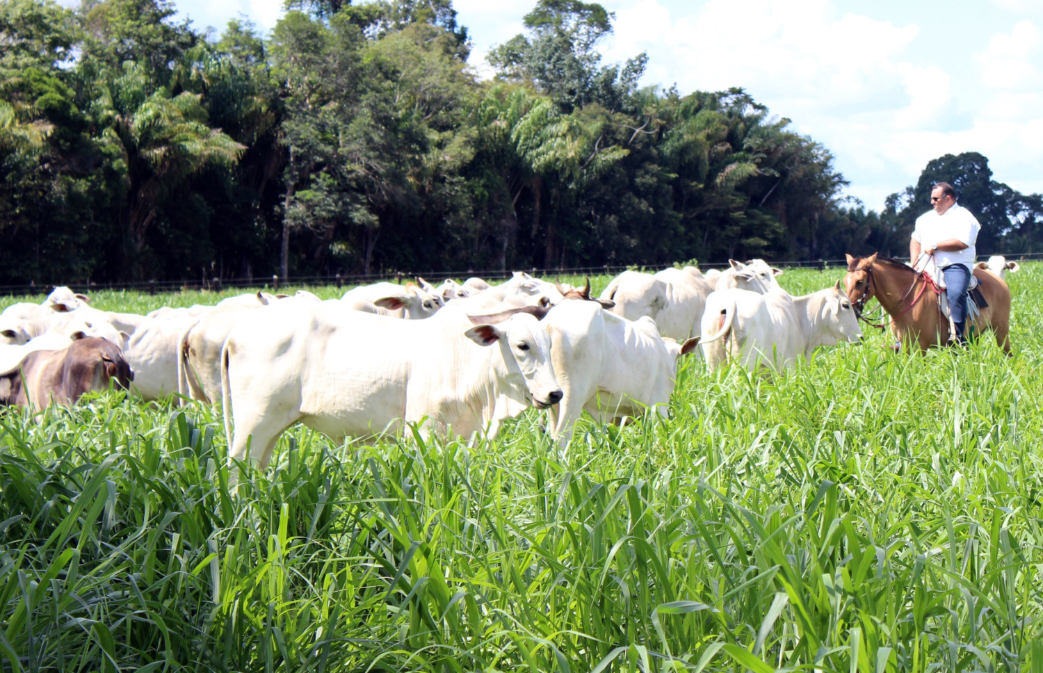 Produtor-Rural-que-adota-sistema-iLP-em-Roraima