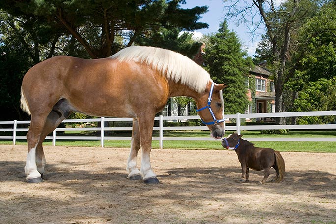 Smallest-living-horse_tcm25-510260