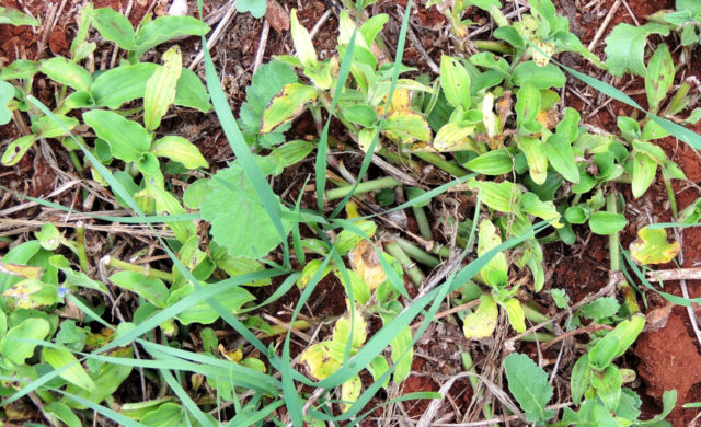 Trapoeraba - Divulgacao Oro Agri Trapoeraba - Divulgacao Oro Agri