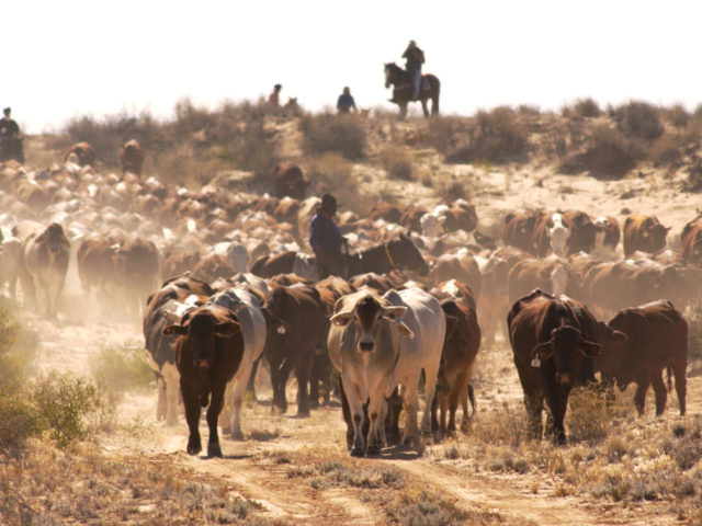 Australian Outback Cattle Drive