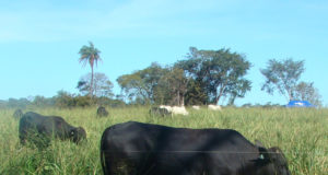 produção de leite a pasto