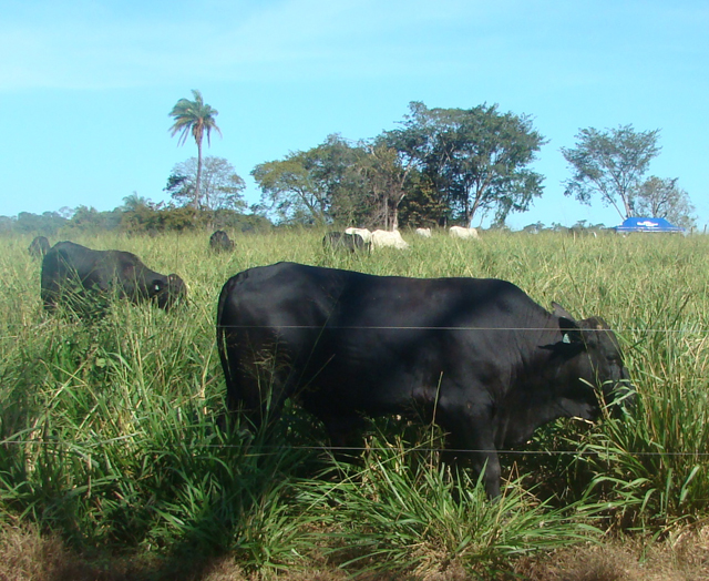 produção de leite a pasto