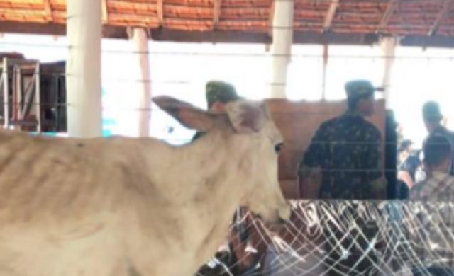 bezerra e vendida por cem mil bezerra e vendida por cem mil