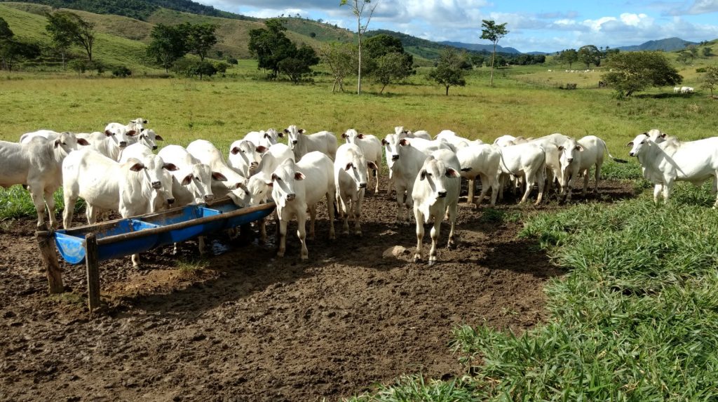 Fazenda Rancho da Palha