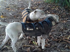 dogo_argentino_01