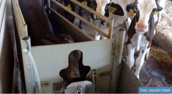 Bezerros mamam na vaca mecânica. Um chip colocado na orelha do animal informa à máquina quanto ele pode beber de leite