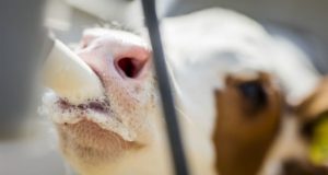 vaca mecanica alimenta ate 100 animais de uma vez