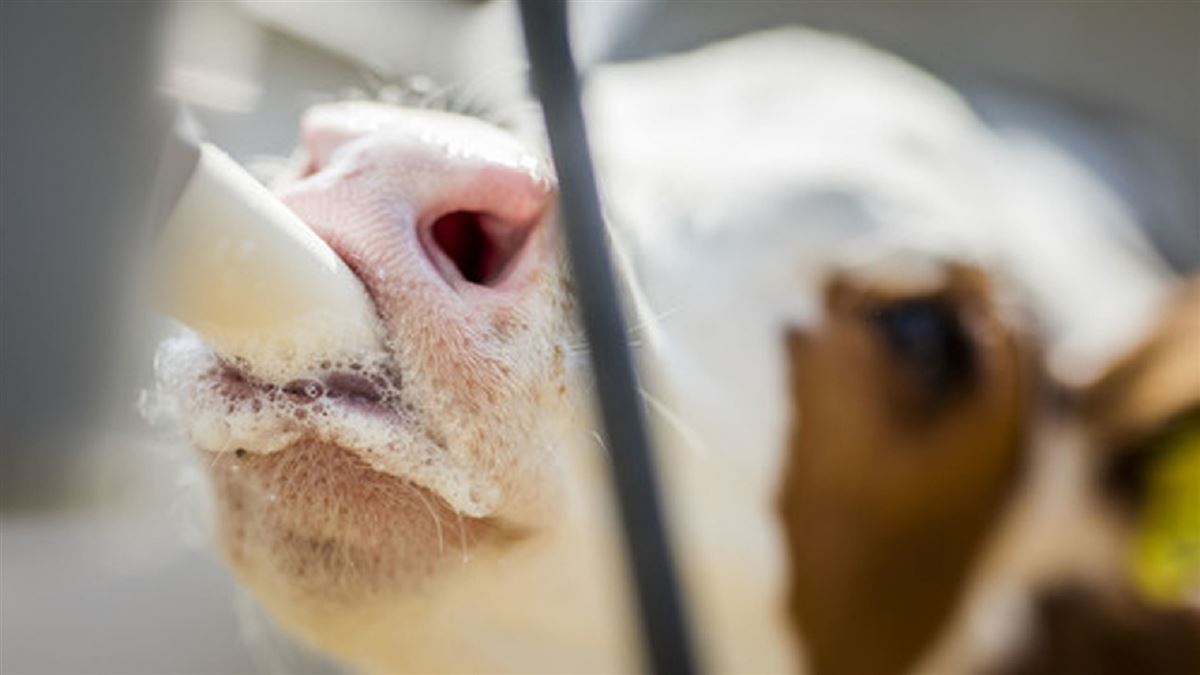 vaca mecanica alimenta ate 100 animais de uma vez