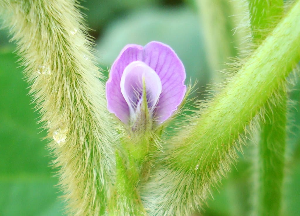 flor de soja