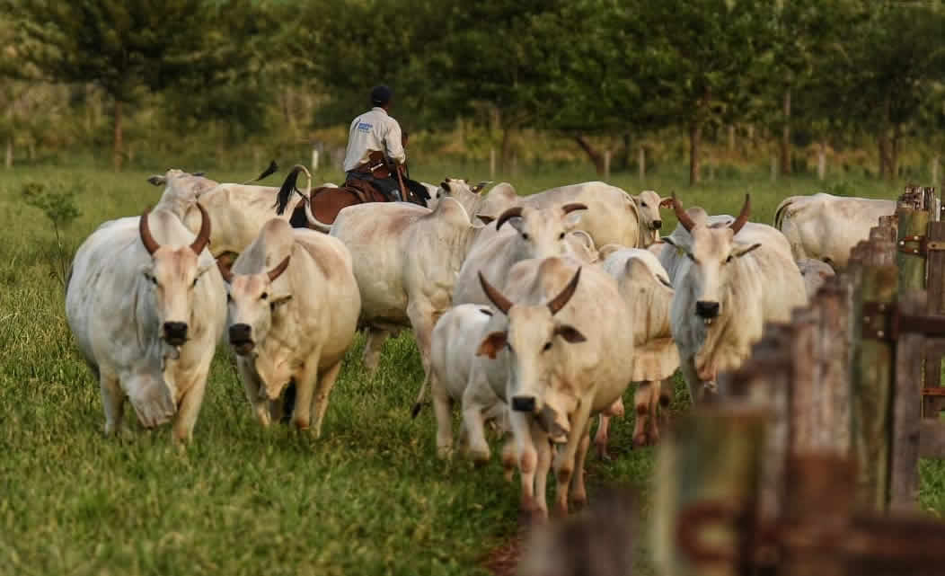 genetica aditiva vacas