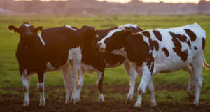 genomica em gado leiteiro