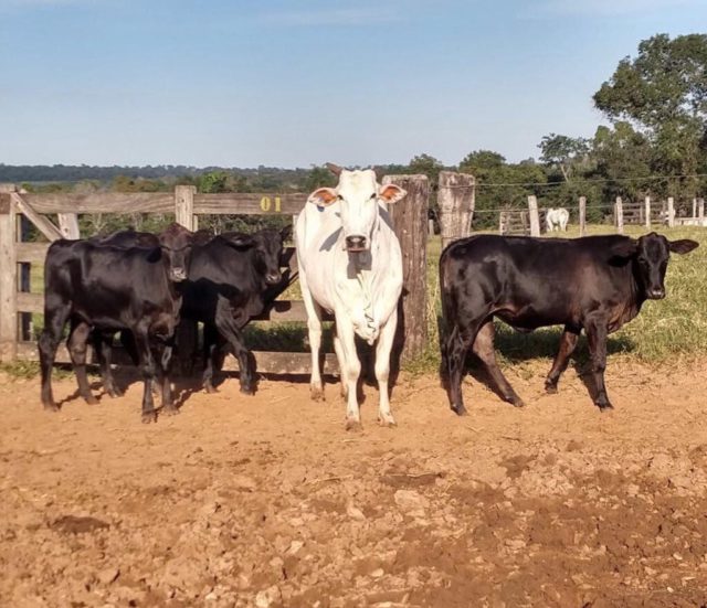 vaca pare tres bezerros vaca pare tres bezerros