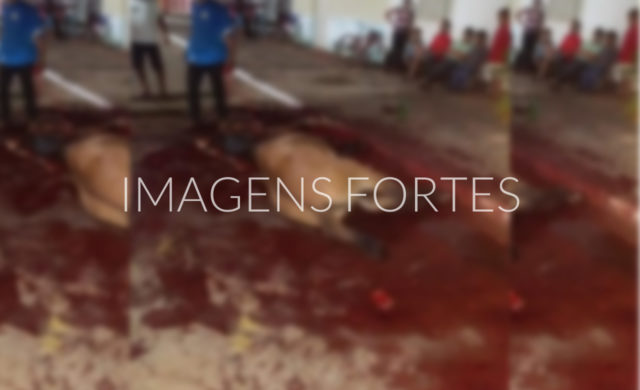 imagens fortes cavalo morre no para