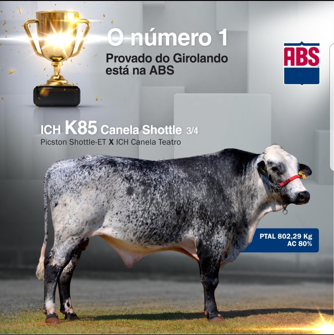 k85 campeao touro girolando